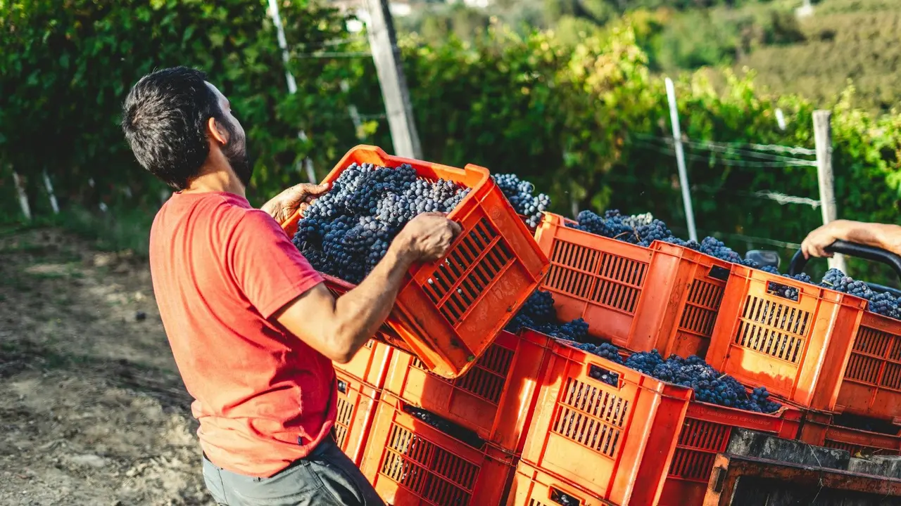Un ouvrier viticole porte une caisse de raisins noirs lors des vendanges dans un vignoble.