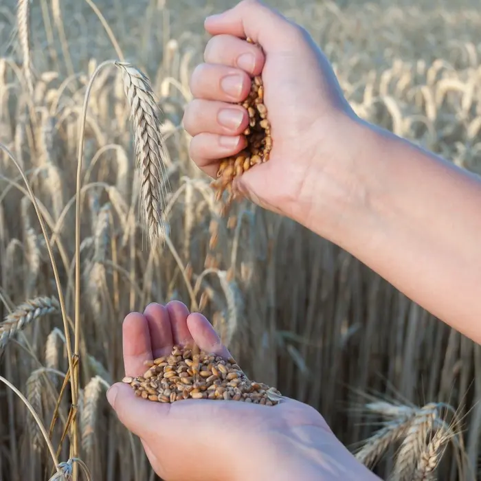 Un travailleur agricole manipule des grains de blé récoltés au milieu d'un champ.