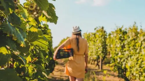 Chef d'équipe vigne (H/F)